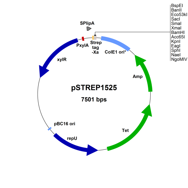 Bacillus megaterium vector, pSTREP1525