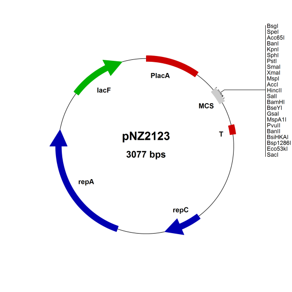 pNZ2123 Lactococcus lactis const. vector, mcs H-X, food grade