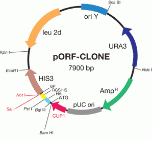 pORF-CLONE vector DNA