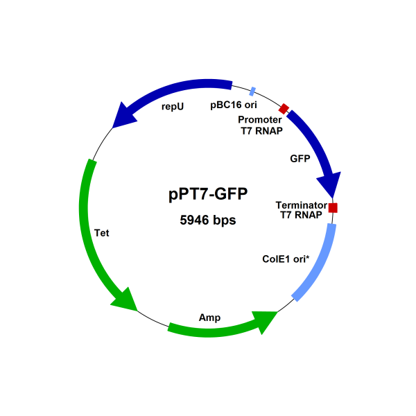 Bacillus megaterium pPT7-GFP control vector