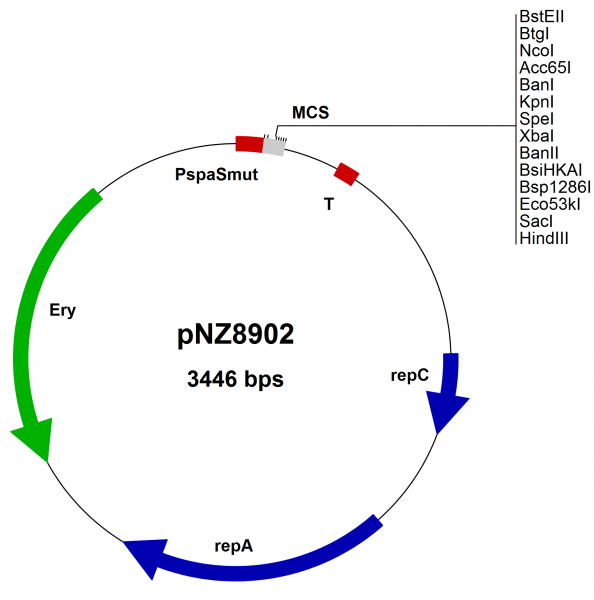 Bacillus subtilis SURE Expression vector pNZ8902