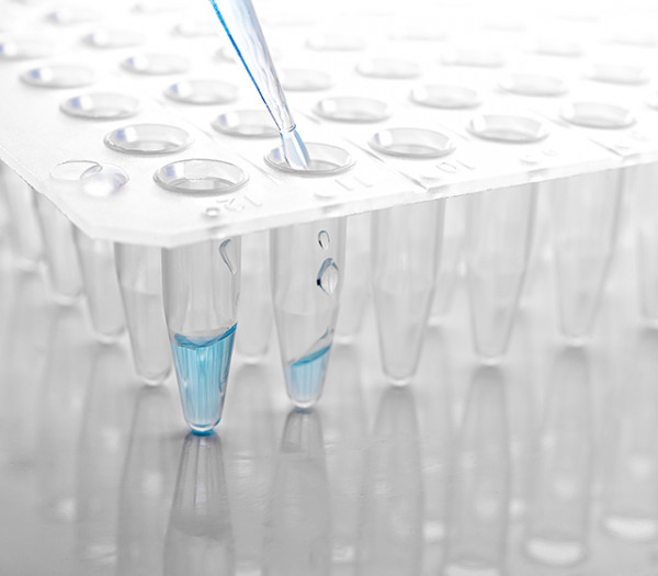 Bacterial Sortase Substrate II , Dabcyl/Edans - 1 mg