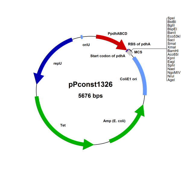 Bacillus megaterium Constitutive Expression Vector pPconst1326