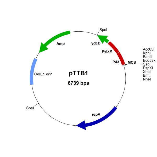 Bacillus subtilis pTTB1 vector