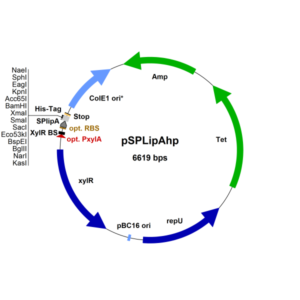 Bacillus megaterium vector pSP-LipA-hp