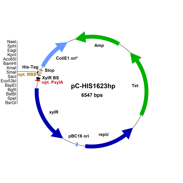 Bacillus megaterium vector pC-HIS1623hp