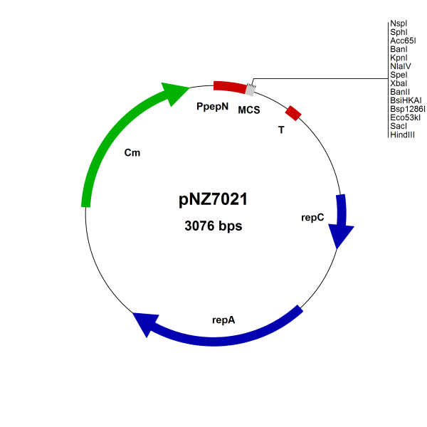 pNZ7021 Lactococcus lactis const. vector, pepN