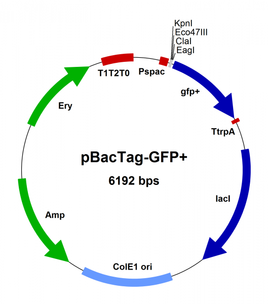 Bacillus subtilis chromosomal integration vector pBacTag-GFP+