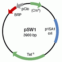 E.coli K12 transformed with pSW1