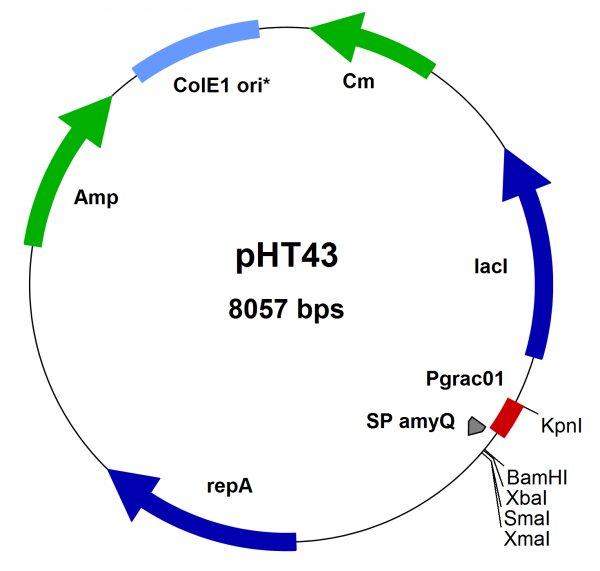 Bacillus subtilis secretion vector pHT43 (Pgrac01 type)