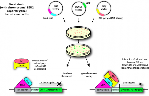 GFP reporter vector pGNG1