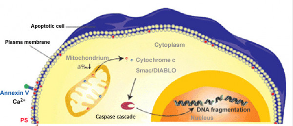 Andy Fluor™ 555 Annexin V