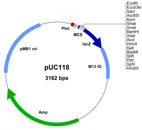 E. coli vector pUC118