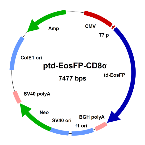 ptd-EosFP-CD8