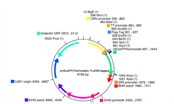 pmEosFP(Thermostab), FLAG®-tagged (FLAG® is a registered trademark of Sigma-Aldrich Co)