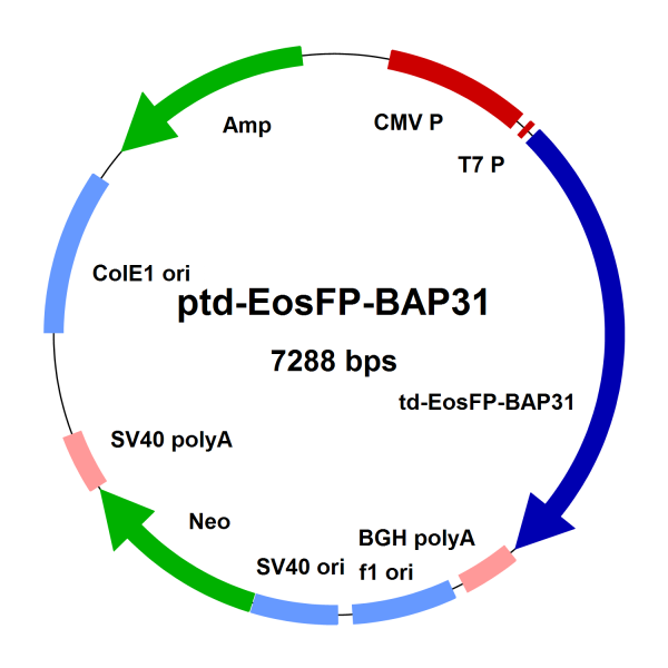 ptd-EosFP-BAP31