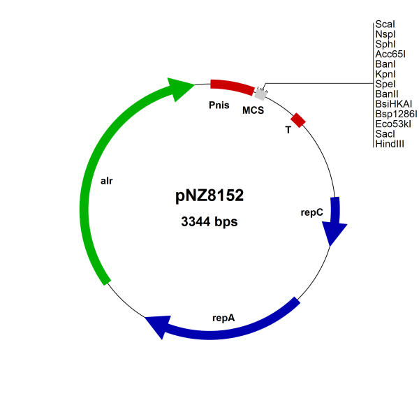 NICE® pNZ8152 Lactococcus lactis expression vector, food grade (alr), Scal site