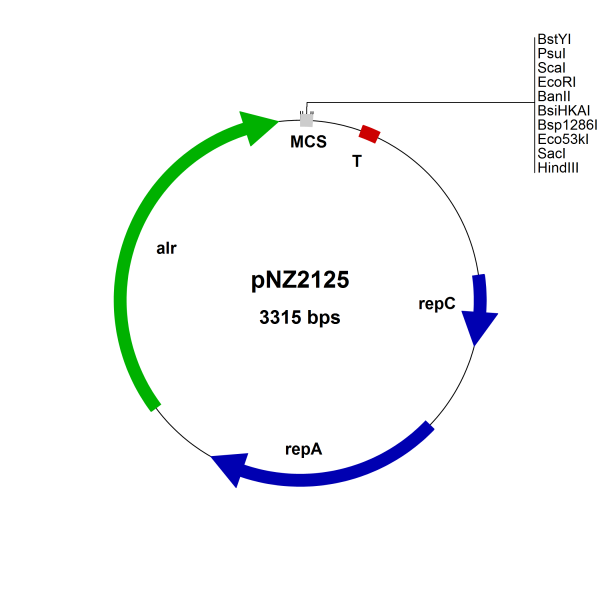 pNZ2125 Lactococcus lactis const. vector, food grade, (alr)