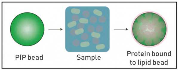 PI(3, 4, 5)P3 Beads (Echelon Product Code: P-B345A 1ML)