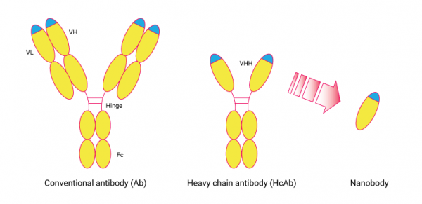 Annexin V VHH Antibody (Echelon Product Code: Z-N002 10UG)