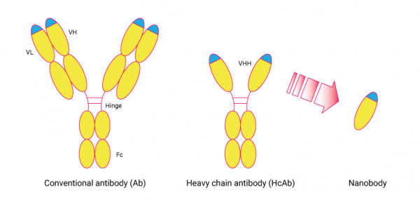 Ezrin VHH Antibody (Echelon Product Code: Z-N003 250UG)