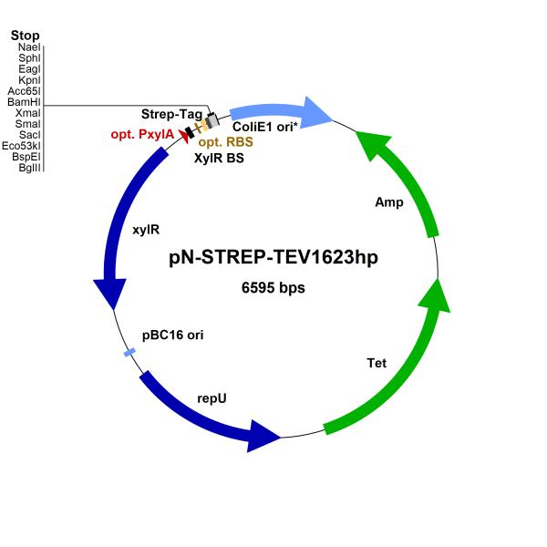 Bacillus megaterium vector pN-STREP-TEV1623hp
