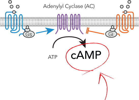 Green Downward Membrane-Targeted cAMP (FMP tag)