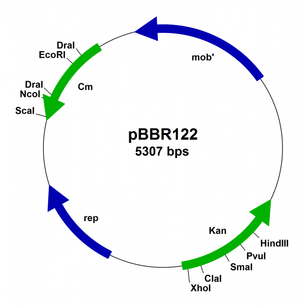 pBBR122 Broad Host Range Vector