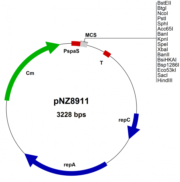 Bacillus subtilis SURE Expression vector pNZ8911