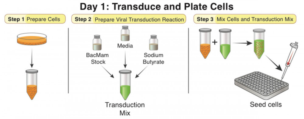 Human Vasopressin Receptor