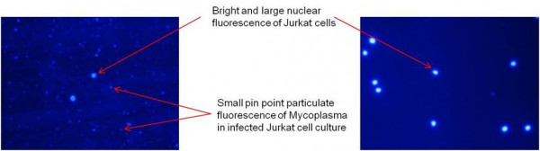 MycoCheck™ Mycoplasma Stain Kit