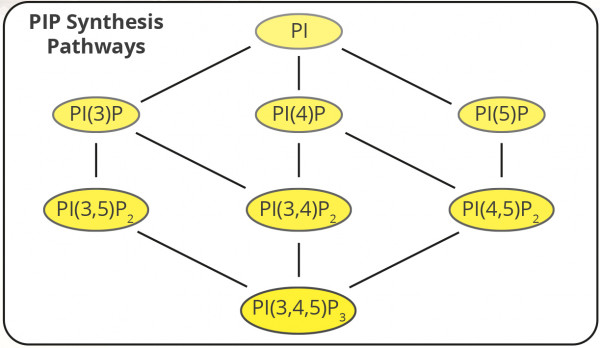 PI(3)P Mass ELISA (Echelon Product Code: K-3300 EAKIT)