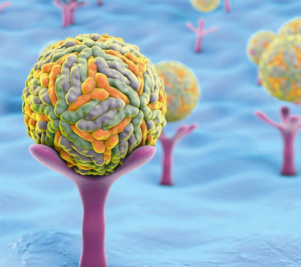 anti-TBEV IgG and IgG avidity ELISA (semiquant.)