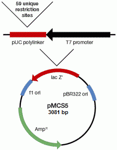 E. coli pMCS5 Multiple Cloning Site Vector