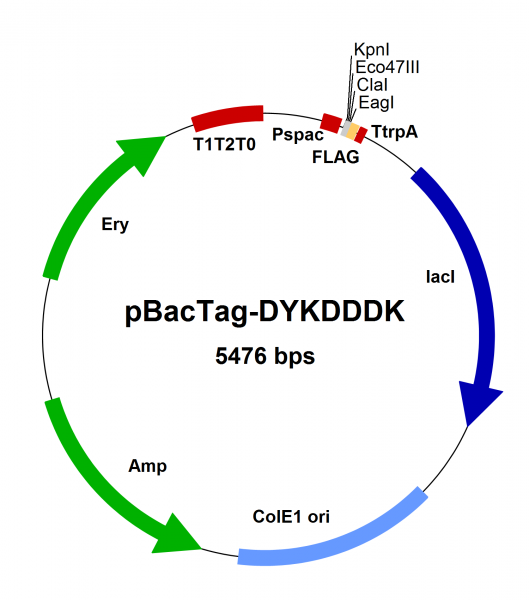 Bacillus subtilis chromosomal integration vector pBacTag-DYKDDDDK (also known as FLAG-Tag, register