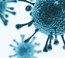 AmpliSens® Listeria monocytogenes-screen/monitor-FRT PCR kit variant FRT-50 FN (Ecoli Dx Product Cod