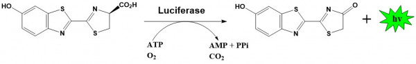ABP Firefly Luciferase Assay Kit