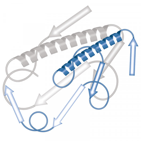 Recombinant RNase T2