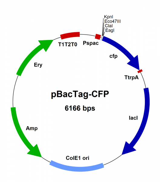Bacillus subtilis chromosomal integration vector pBacTag-CFP