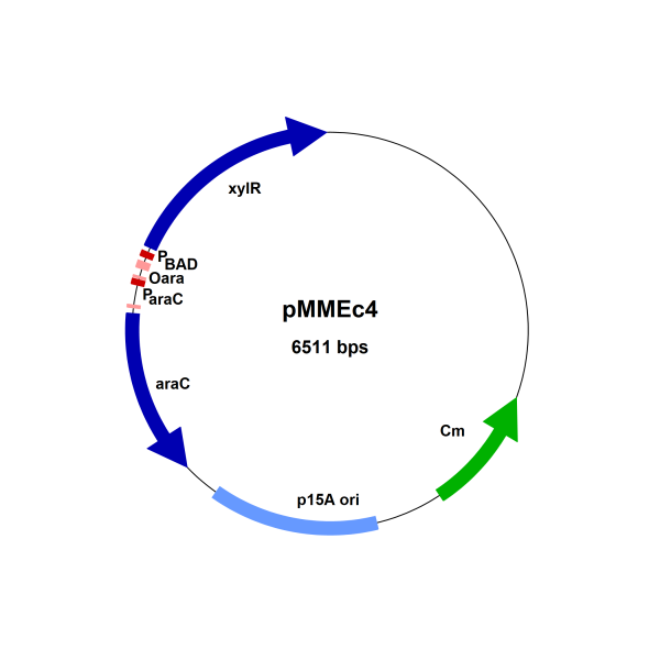E. coli PxylA repressing vector, pMMEc4