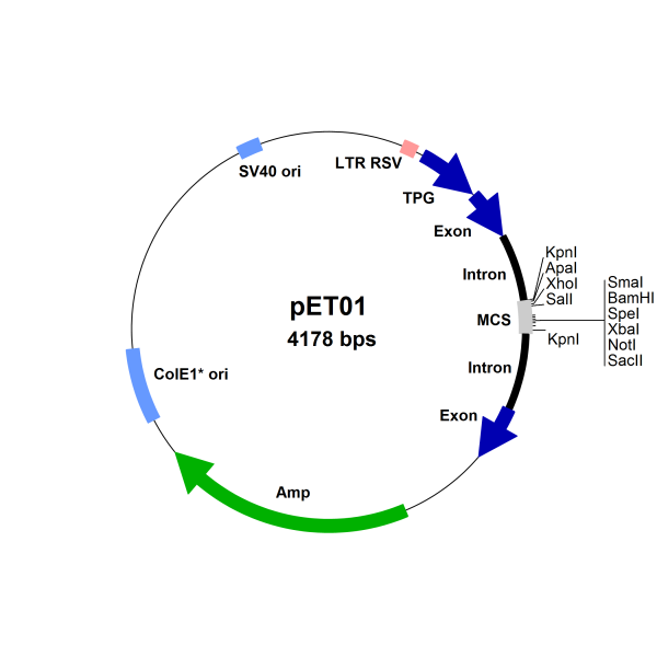 Exontrap Kit: 5 µg pET01 Exontrap vector, 0.05 A260 cDNA primer 1, 0.05 A260 5' PCR primer 2