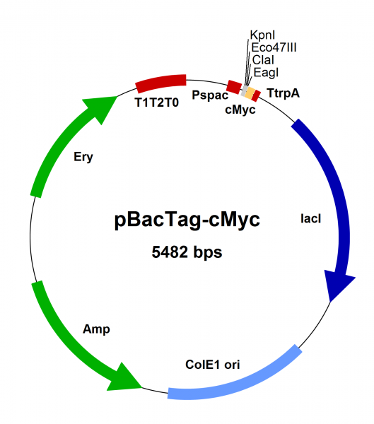 Bacillus subtilis chromosomal integration vector pBacTag-cMyc