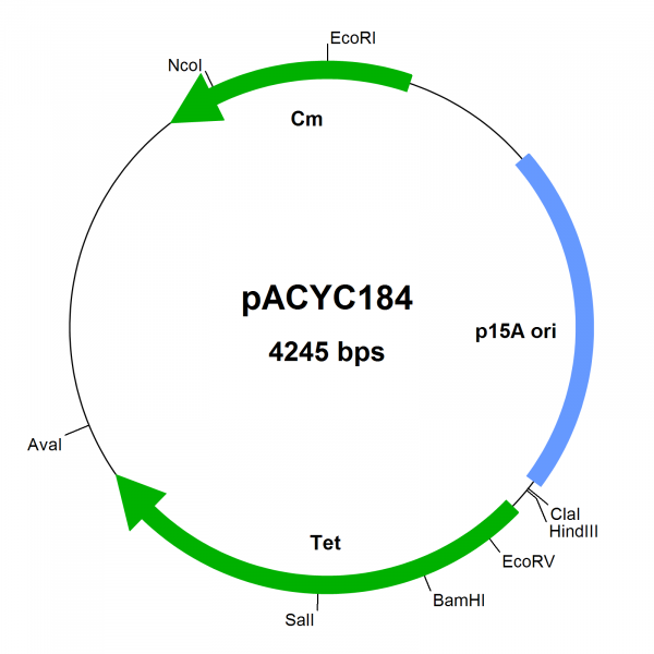 E. coli vector pACYC184