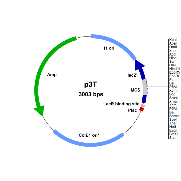 E. coli p3T vector for PCR Product Cloning