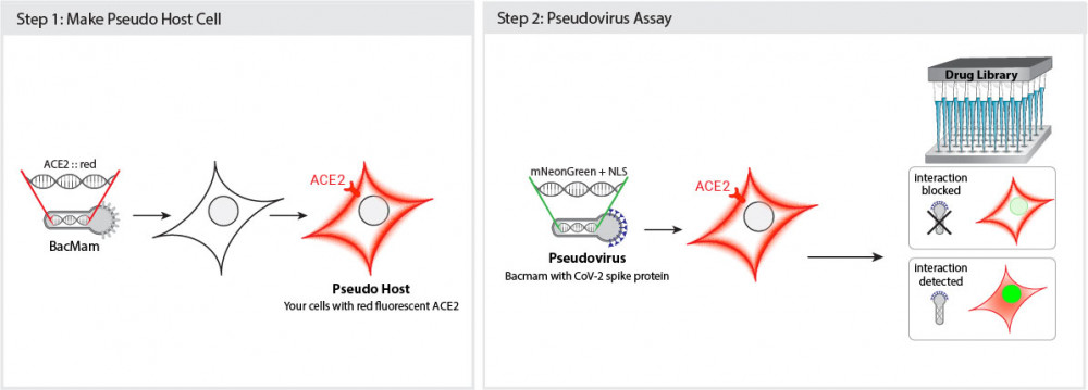 Pseudo SARS-CoV-2 Green Reporter