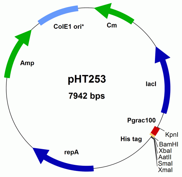 Bacillus subtilis expression vector pHT253 (Pgrac100 type, His-Tag)