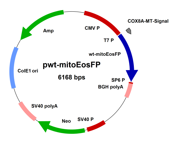 pwt-mitoEosFP, with mitochondrial targeting signal