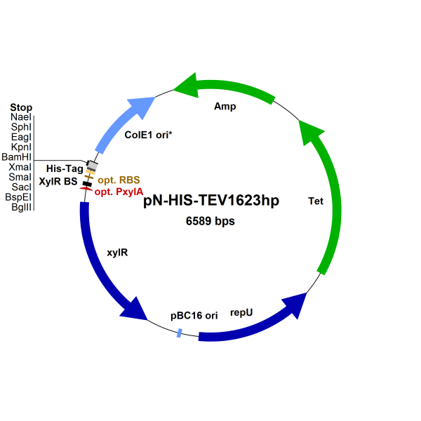 Bacillus megaterium vector pN-HIS-TEV1623hp