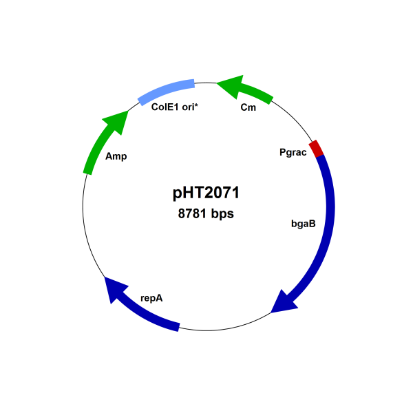 Bacillus subtilis control vector pHT2071 for the constitutive expression system, available only in c