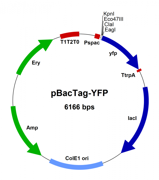 Bacillus subtilis chromosomal integration vector pBacTag-YFP